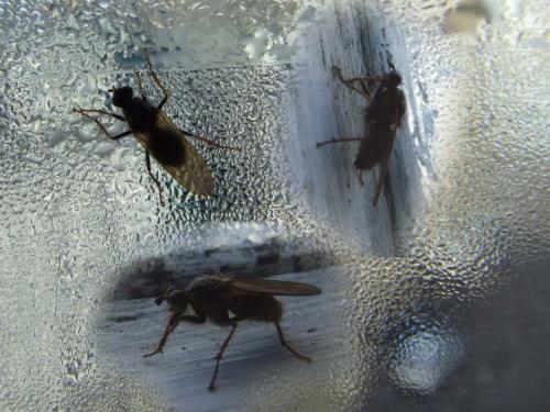 Scathophaga sp.