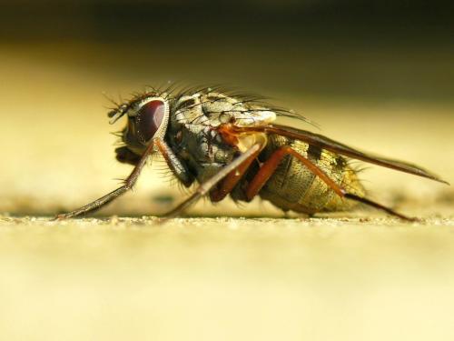 Réf. 28 974 : Phaonia sp.
