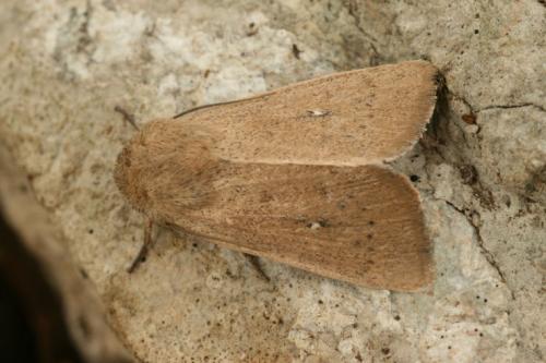 Mythimna sicula