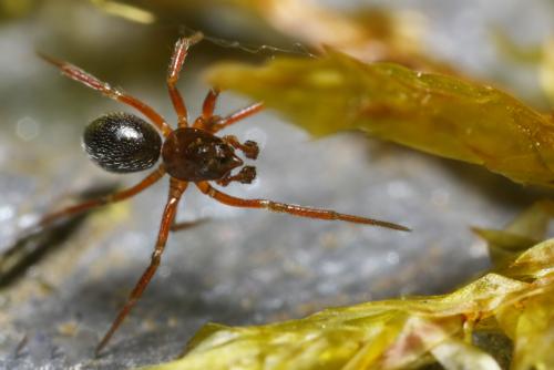 Réf. 28 831 : Nusoncus nasutus
