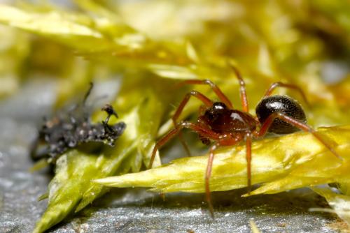 Réf. 28 832 : Nusoncus nasutus