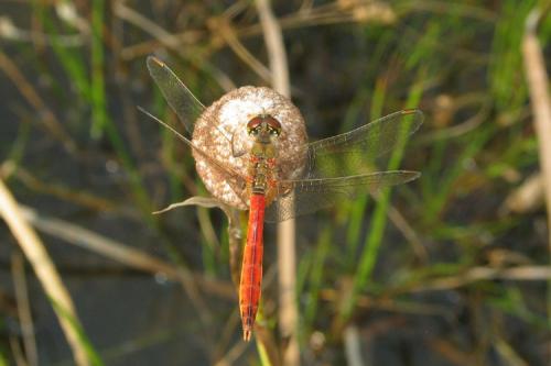 Réf. 28 282 : Sympetrum depressiusculum
