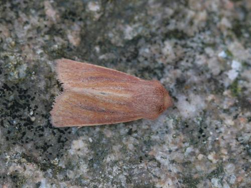 Réf. 28 524 : Denticucullus pygmina