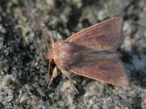 Réf. 28 525 : Denticucullus pygmina
