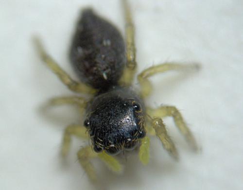 Heliophanus sp.