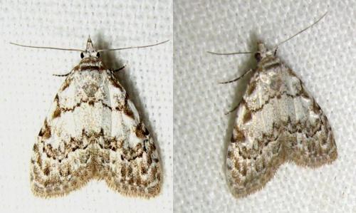 Nola confusalis