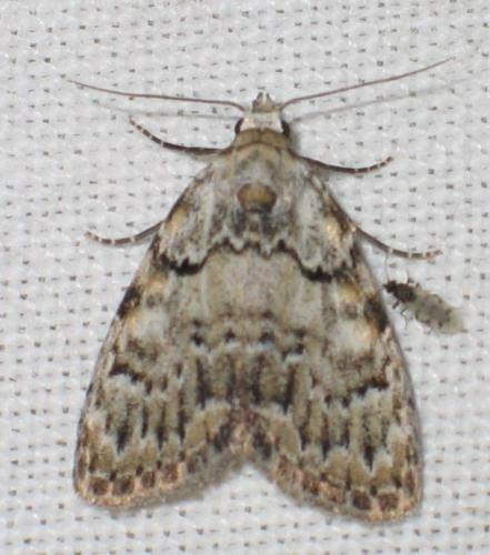 Meganola strigula