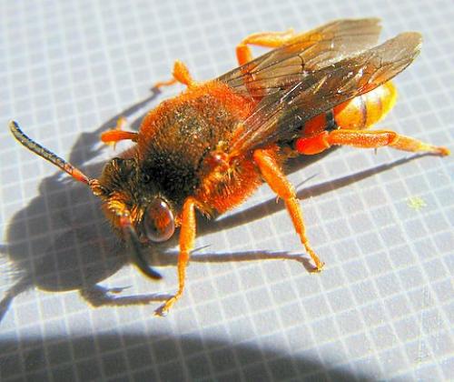 Nomada agrestis