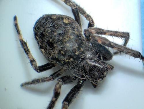 Réf. 28 988 : Nuctenea umbratica