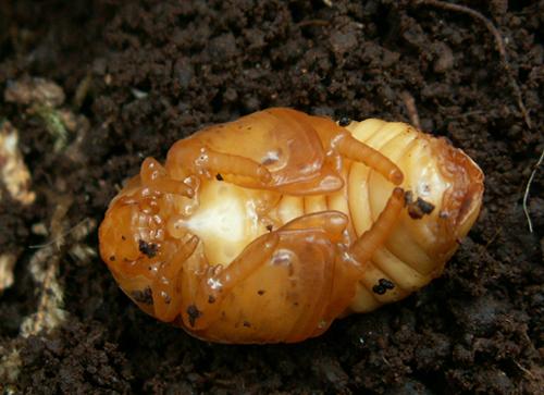Réf. 28 631 : Cetonia aurata aurata