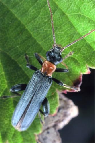 Oedemera croceicollis