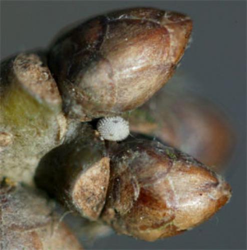 Favonius quercus