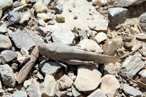Réf. 28 977 : Sphingonotus caerulans