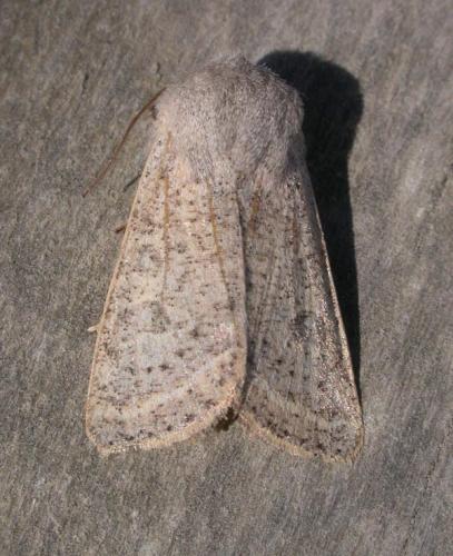 Réf. 28 475 : Orthosia gracilis