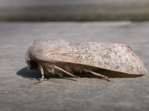 Réf. 28 476 : Orthosia gracilis
