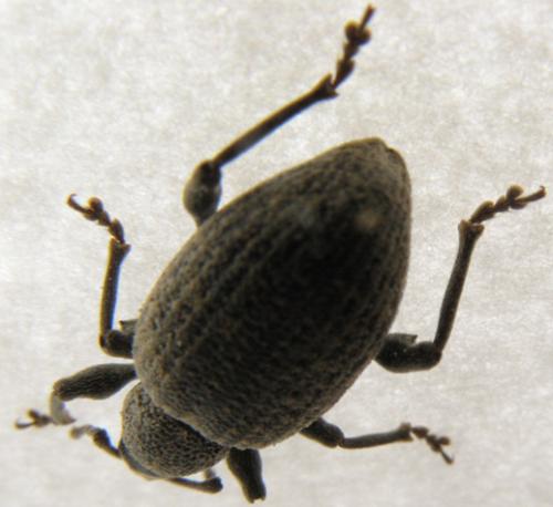 Otiorhynchus sulcatus