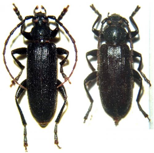 Saphanus piceus