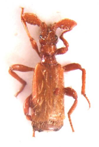 Paussus favieri