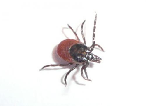 Réf. 28 834 : Ixodes sp.