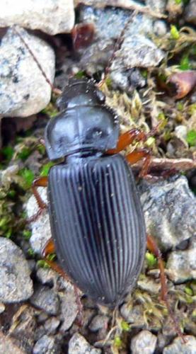 Anisodactylus sp.