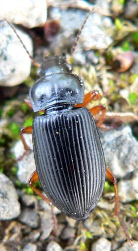 Réf. 28 980 : Anisodactylus sp.