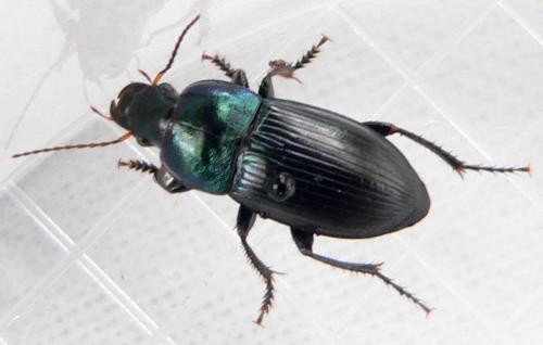 Réf. 28 990 : Harpalus dimidiatus