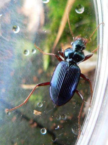 Réf. 28 991 : Leistus spinibarbis