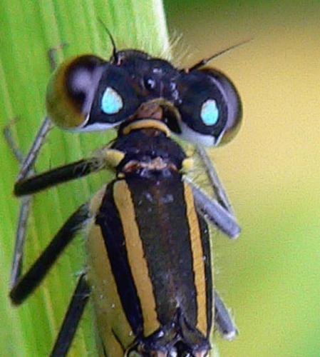 Ischnura elegans