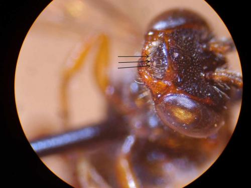 Nomada sp.