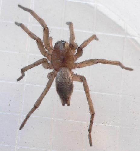 Réf. 28 200 : Drassodes sp.