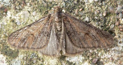 Agriopis leucophaearia