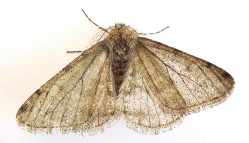 Phigalia pilosaria