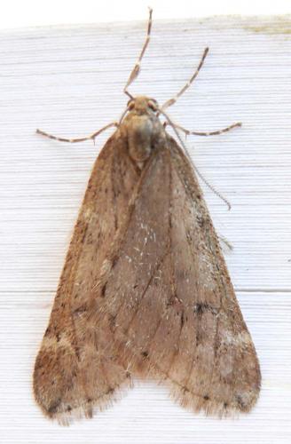 Alsophila aescularia