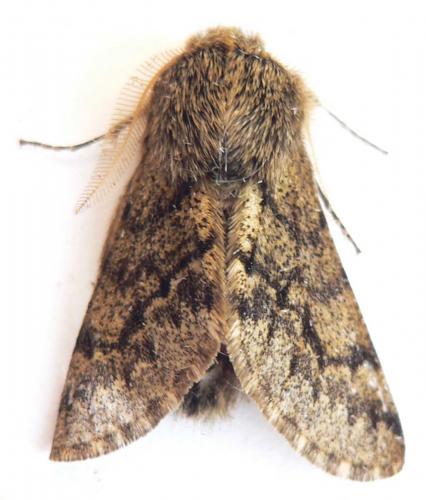 Réf. 28 323 : Apocheima hispidaria
