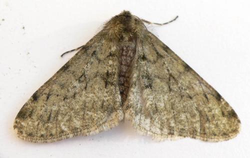 Phigalia pilosaria