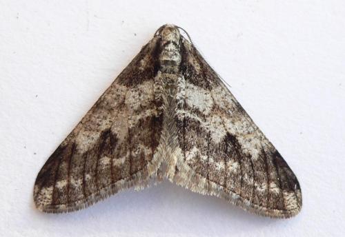 Agriopis leucophaearia