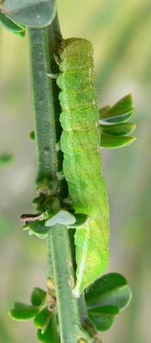 Phlogophora meticulosa
