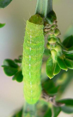 Phlogophora meticulosa