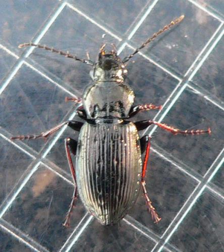 Pterostichus oblongopunctatus