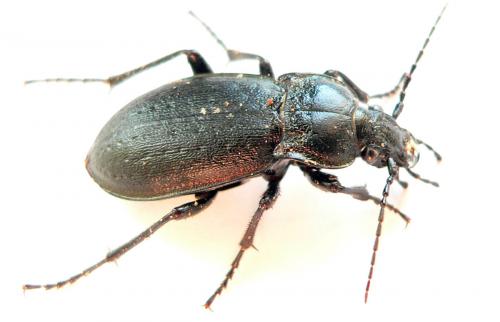 Réf. 28 914 : Carabus nemoralis