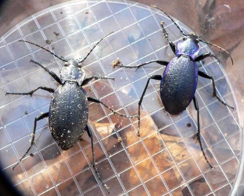 Réf. 28 911 : Carabus problematicus