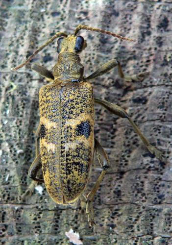 Réf. 28 998 : Rhagium mordax