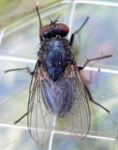 Réf. 28 932 : Eudasyphora cyanicolor