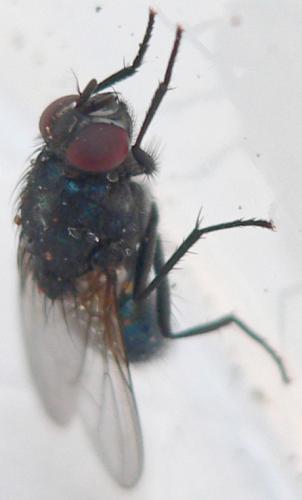 Réf. 28 933 : Eudasyphora cyanicolor