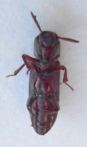 Réf. 28 912 : Corticeus unicolor