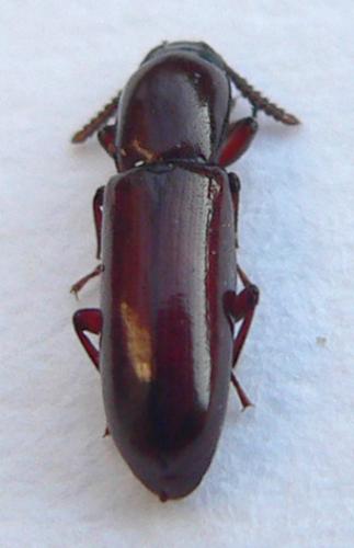 Réf. 28 913 : Corticeus unicolor
