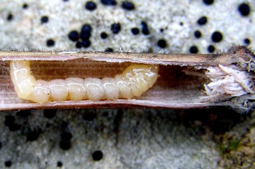 Réf. 28 122 : Calamobius filum