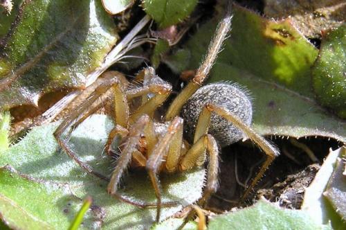 Eratigena agrestis