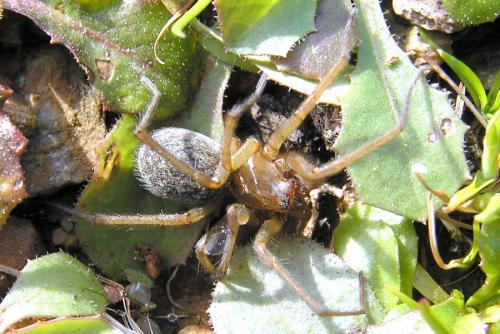 Réf. 28 814 : Eratigena agrestis