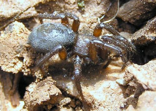 Réf. 28 838 : Gnaphosa sp.